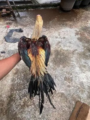 Rooster