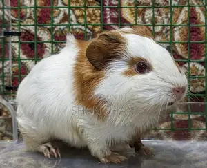 Guinea Pig