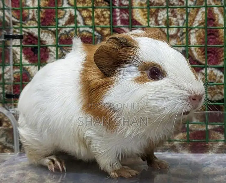 Guinea Pig