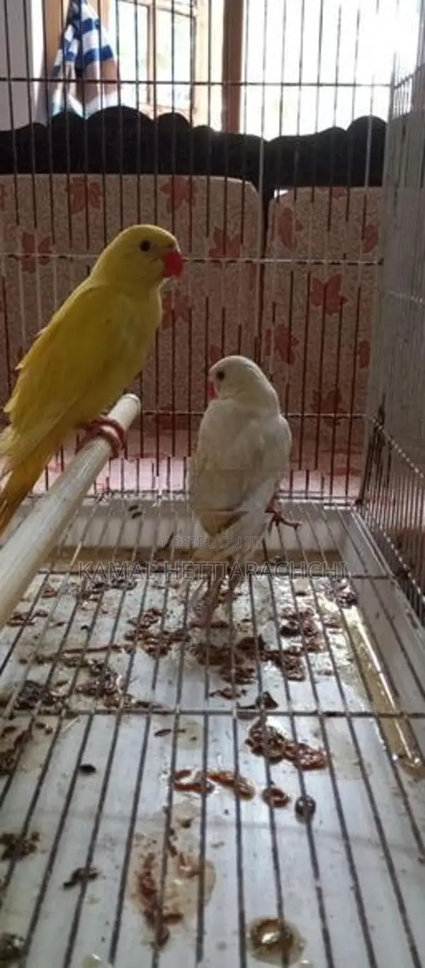 Indian Ringneck