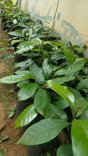 සාදික්කා පැළ