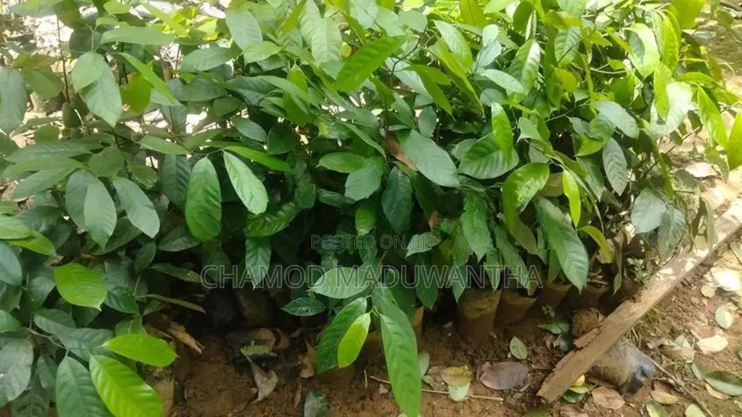 සාදික්කා ලොකු පැළ