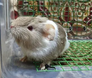 Guinea Pig