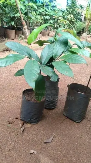 සාදික්කා පැළ