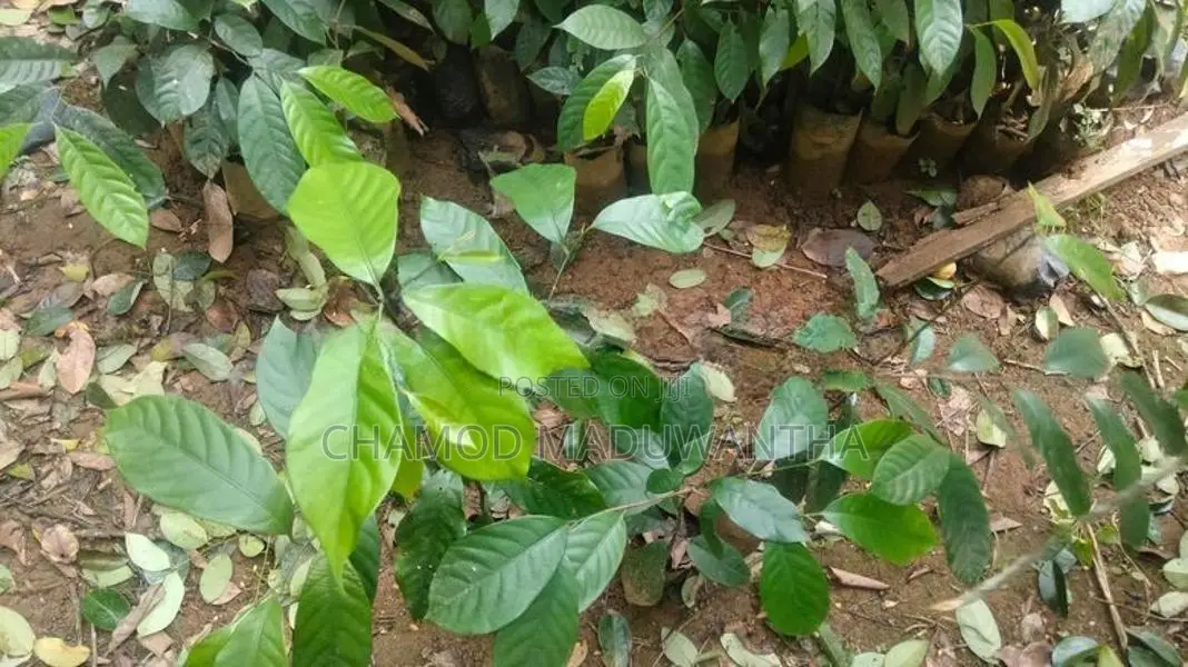 සාදික්කා ලොකු පැළ