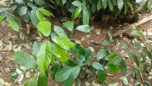 සාදික්කා ලොකු පැළ