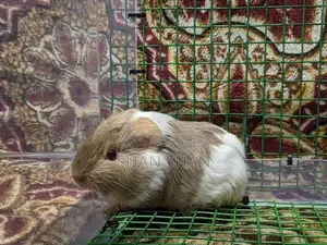 Guinea Pig
