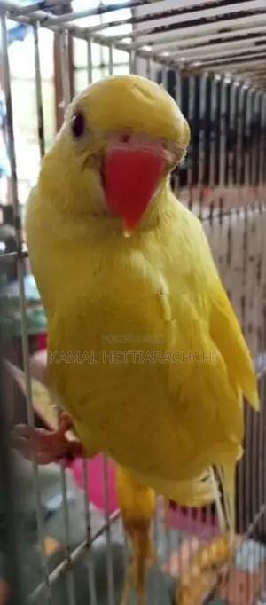 Indian Ringneck