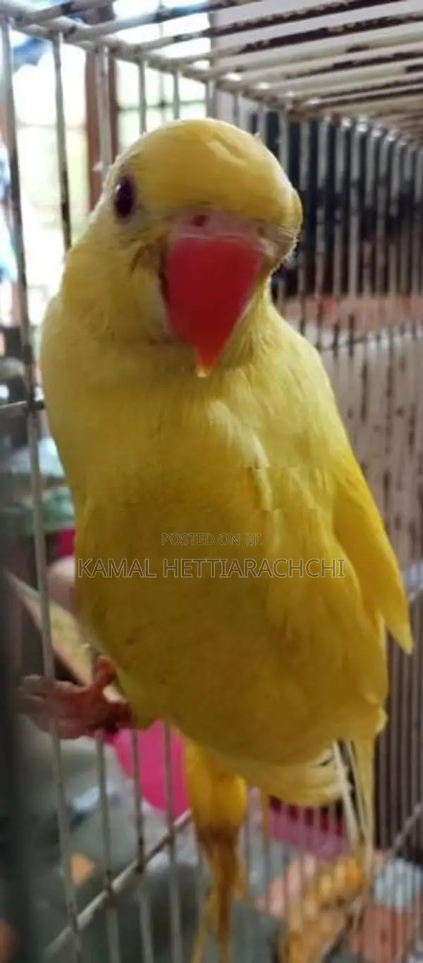 Indian Ringneck