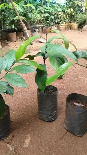 සාදික්කා පැළ
