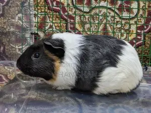 Guinea Pig
