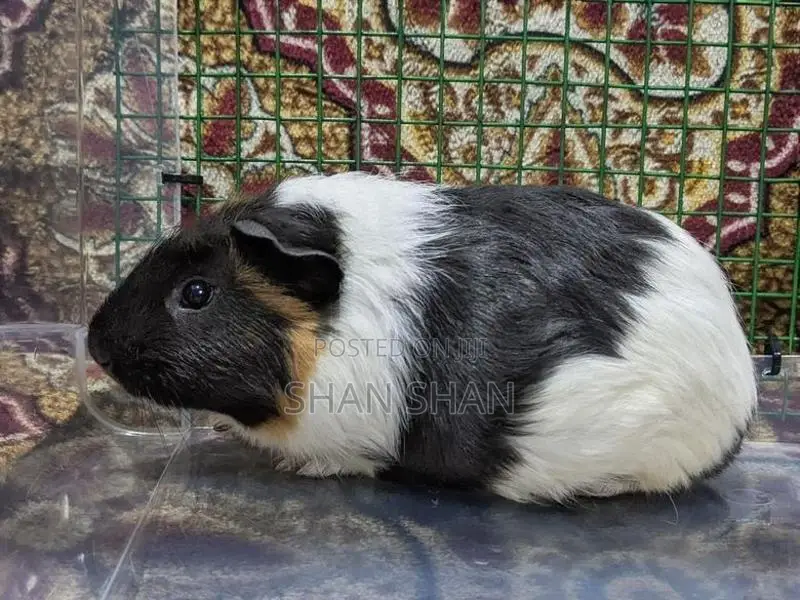 Guinea Pig