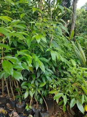 රොබරෝසියා පැළ