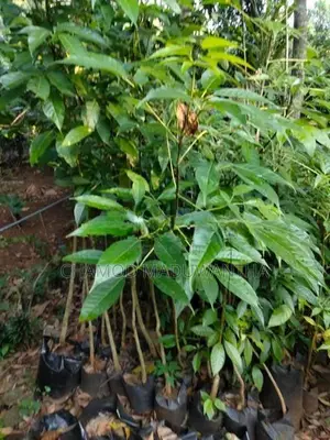 රොබරෝසියා පැළ
