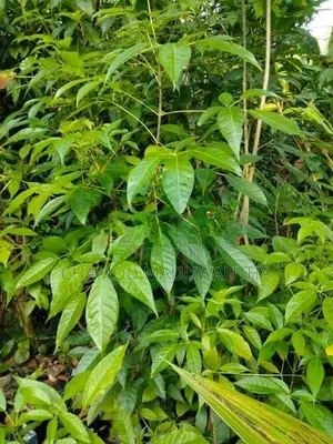 රොබරෝසියා පැළ