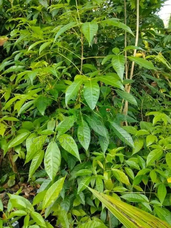 රොබරෝසියා පැළ