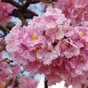 රොබරෝසියා පැළ