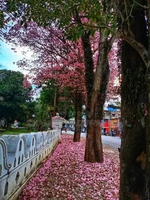 රොබරෝසියා පැළ
