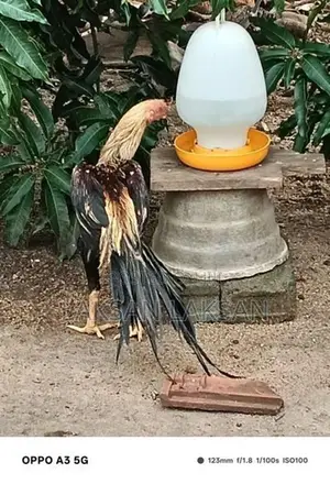 Kili Mukku Seval
