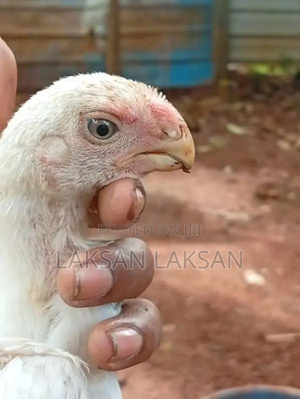 Kili Mukku Seval