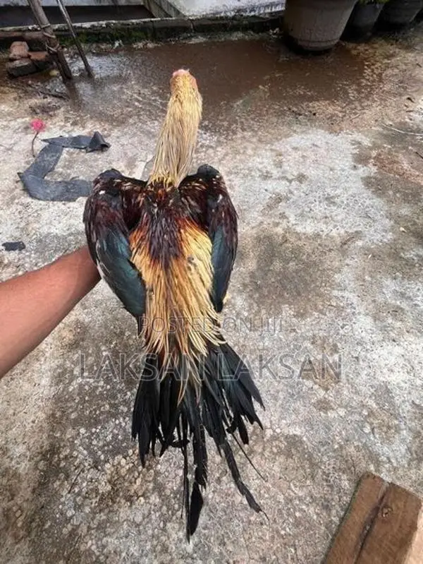 Kili Mukku Seval