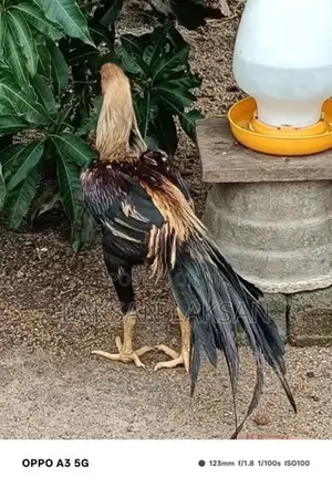 Kili Mukku Seval