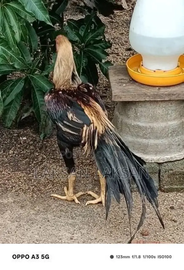 Kili Mukku Seval