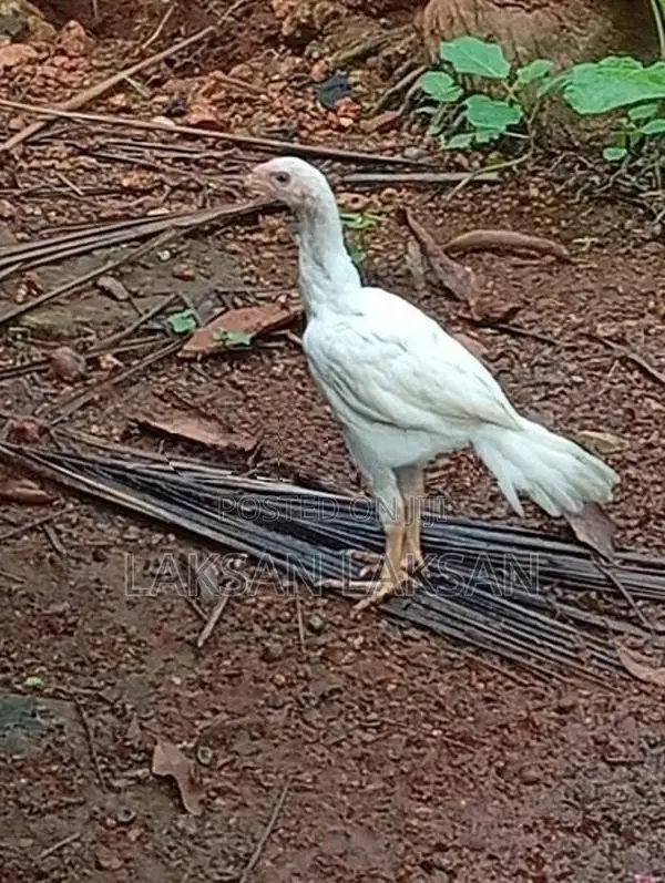 Kili Mukku Seval
