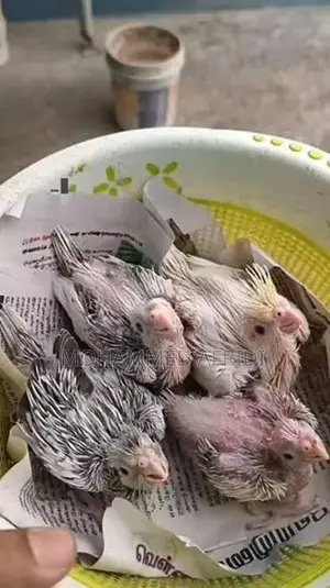 Albino Cockatiel Chicks