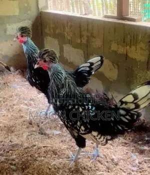 Fancy Chicken