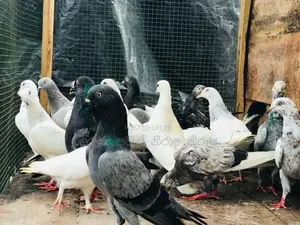 Pigeon