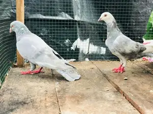 Pigeon