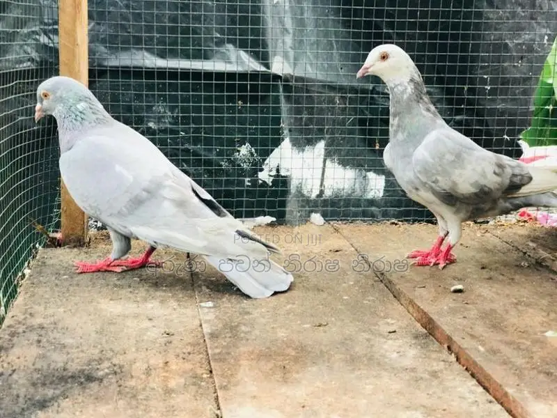 Pigeon