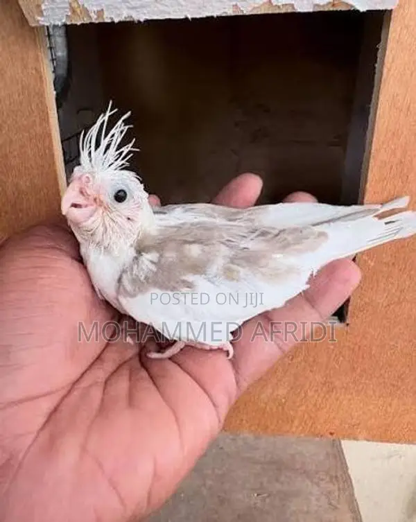Albino Cockatiel Chicks