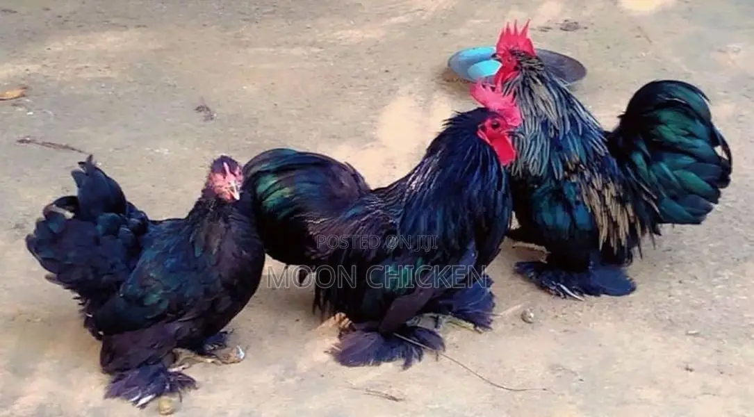 Fancy Chicken