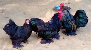 Fancy Chicken