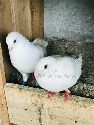 Pigeon