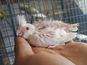 Albino Cockatiel Chicks