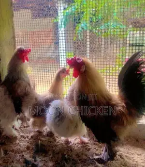 Fancy Chicken