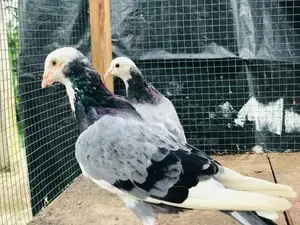 Pigeon