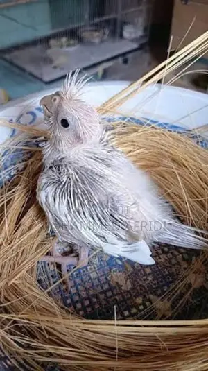 Albino Cockatiel Chicks
