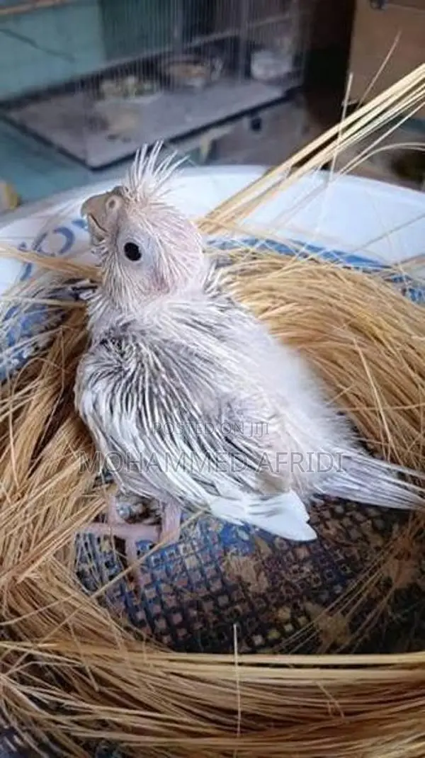 Albino Cockatiel Chicks