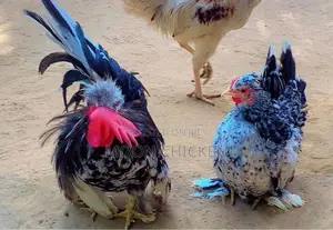 Fancy Chicken