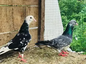 Pigeon