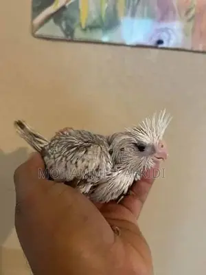 Albino Cockatiel Chicks