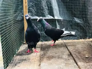 Pigeon