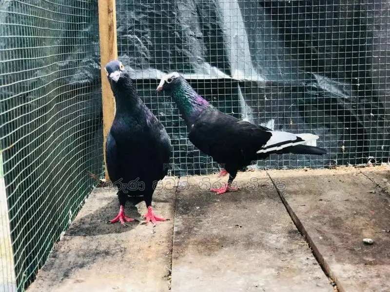 Pigeon