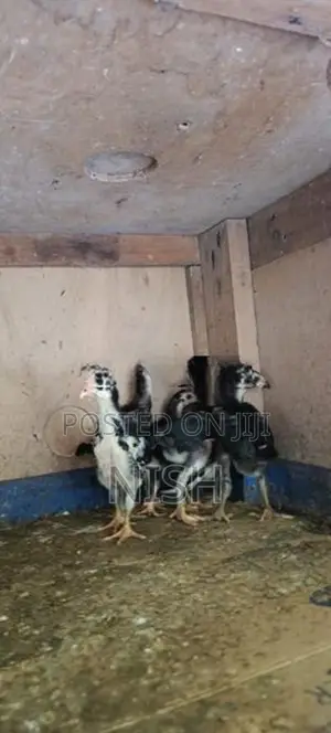 Shamo chicks