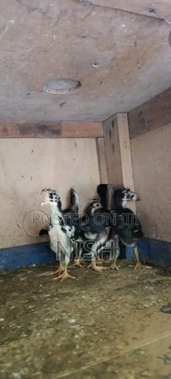 Shamo chicks