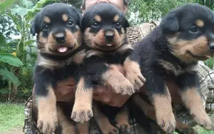 Rottweiler Puppies